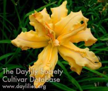 Daylily Magical Explosion